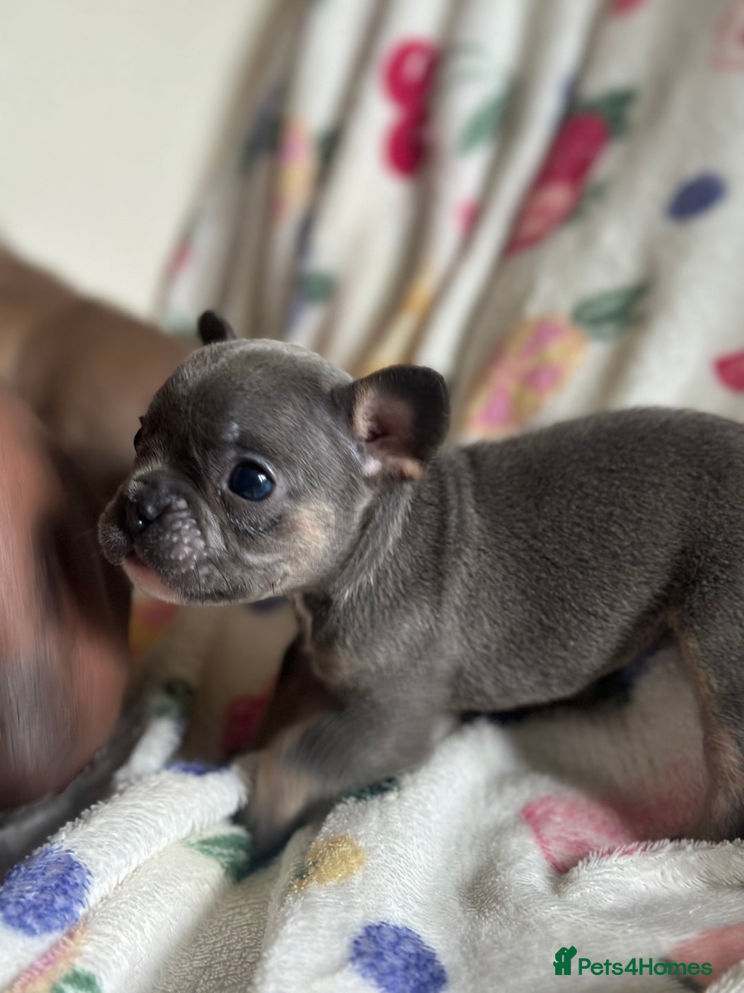 French Bulldog dogs for sale: Adorable French Bulldog Puppies in Barking - Image 29