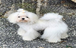 Maltese dogs for stud: Amazing Tiny Doll Face Korean Maltese STUD ONLY  - Image 4