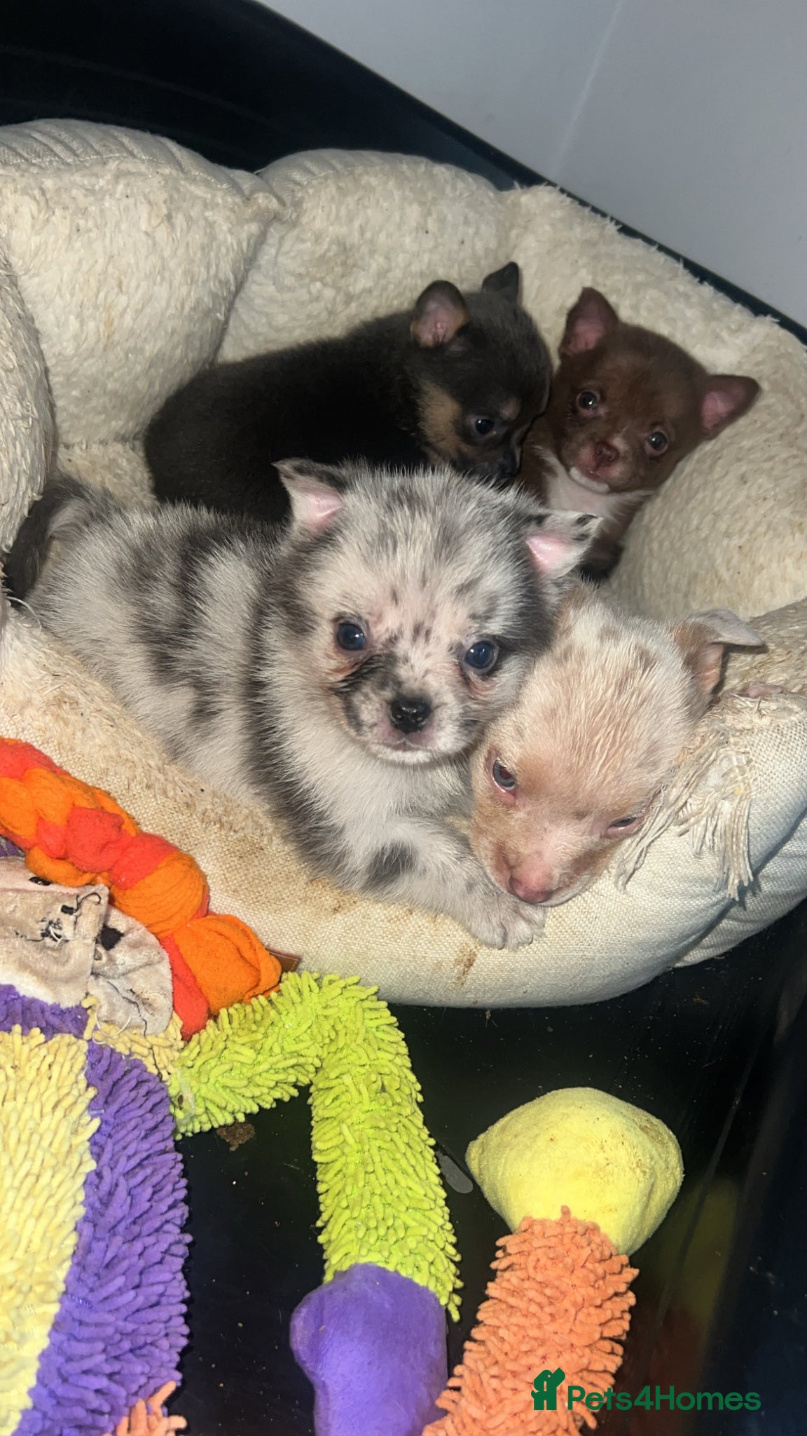 Mixed Breed dogs Pomeranian X Pocket Bully  - Advert 2