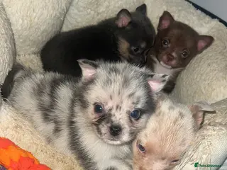 Mixed Breed dogs Pomeranian X Pocket Bully - Advert 4