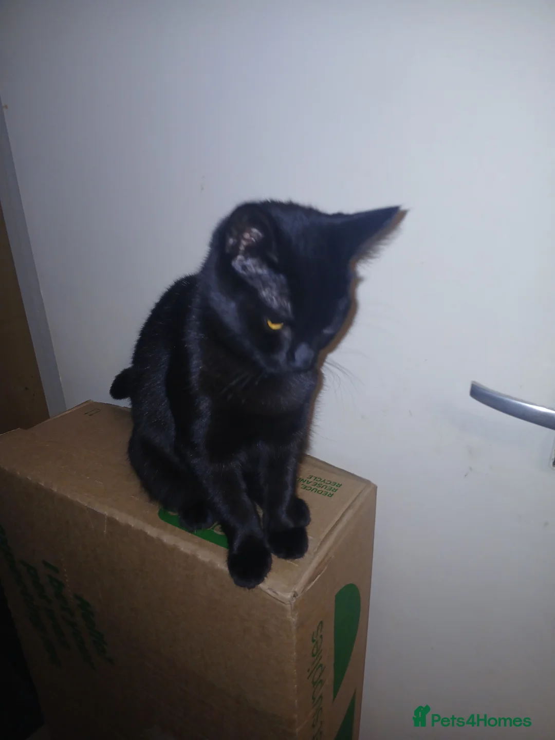 Mixed Breed cats for sale: Mixed breed - Advert 5