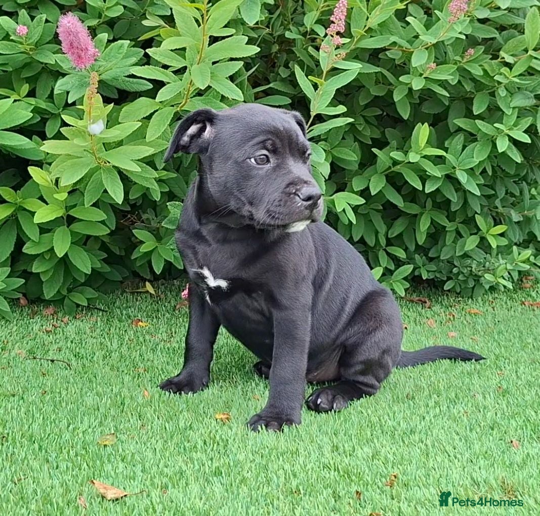 Staffordshire Bull Terrier dogs Classic Staffordshire Bull Terrier Puppies  - Advert 14