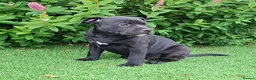Staffordshire Bull Terrier dogs for sale: Classic Staffordshire Bull Terrier Puppies  - Advert 1