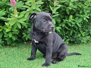 Staffordshire Bull Terrier dogs Classic Staffordshire Bull Terrier Puppies - Advert 14
