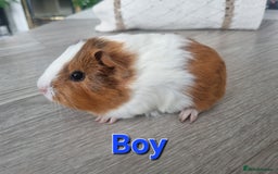 Guinea Pig rodents for sale: Guinea pigs £25 each  - Image 9