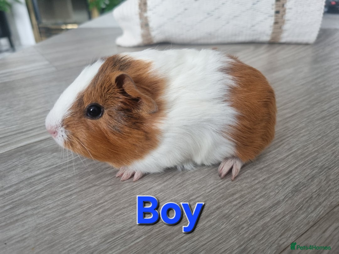 Guinea Pig rodents for sale: Guinea pigs £25 each  - Image 9