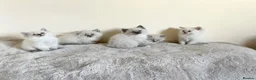Ragdoll cats for sale: Ragdoll kittens - Advert 22