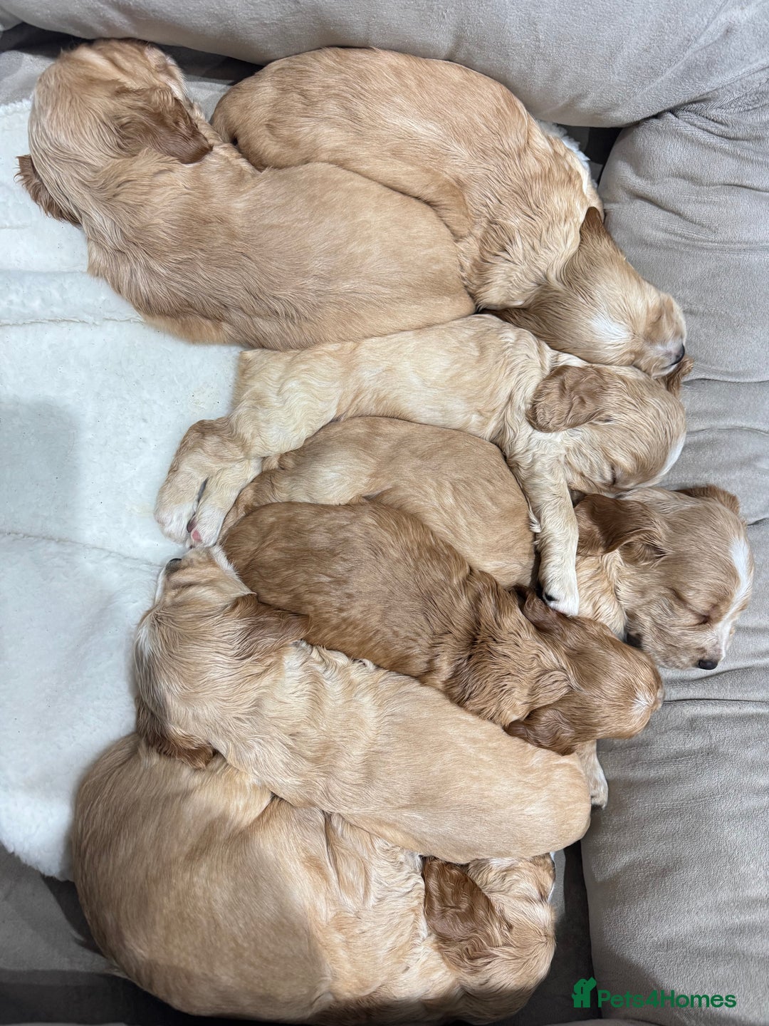 Cocker Spaniel dogs for sale: Beautiful litter of cocker spaniels  - Advert 6
