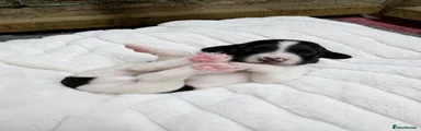English Springer Spaniel 5