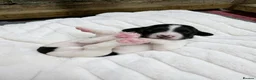 English Springer Spaniel dogs for sale: Outstanding KC Registered Springer Spaniel Puppies - Advert 9