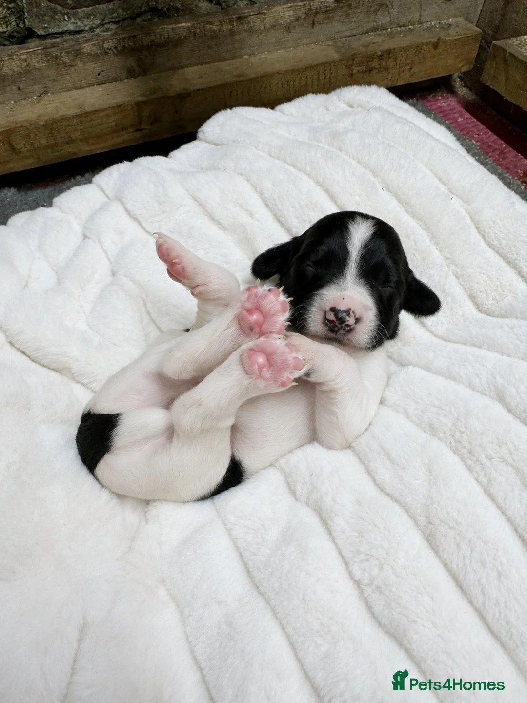 English Springer Spaniel dogs for sale: Outstanding KC Registered Springer Spaniel Puppies - Advert 9
