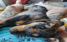 Mixed Breed dogs for sale: 5 month old mastiff cross staff - Image 2