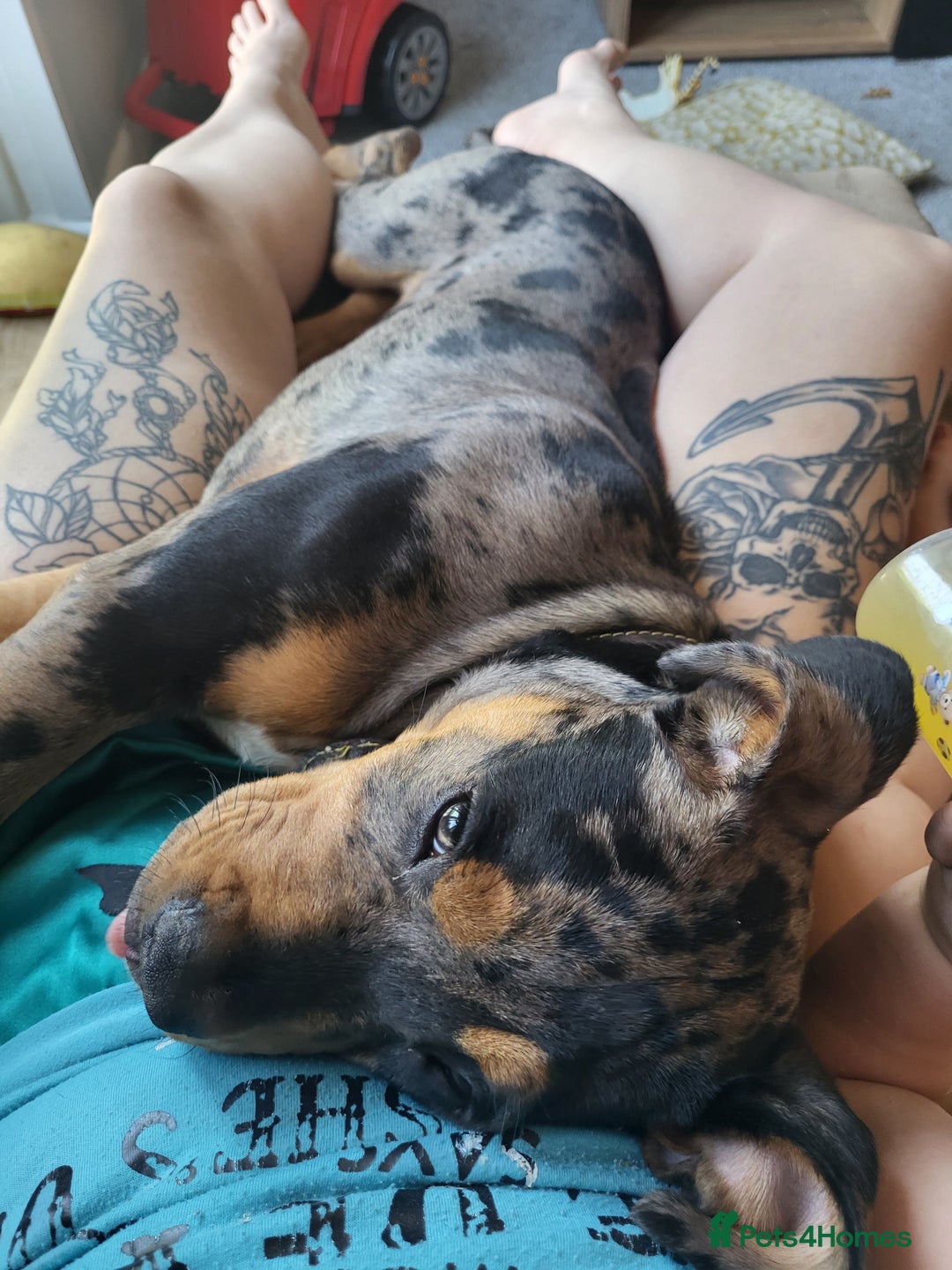 Mixed Breed dogs for sale: 5 month old mastiff cross staff - Image 2