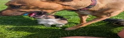 Mixed Breed dogs for sale: Collie/Lurcher puppies for sale - Advert 3
