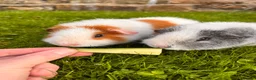 Guinea Pig rodents for sale: 2 male Teddy guinea pigs - Advert 1