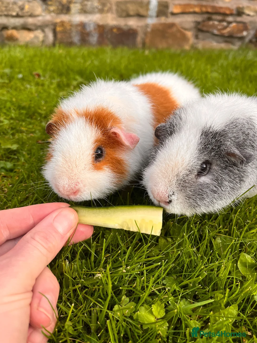 Guinea Pig rodents for sale: 2 male Teddy guinea pigs - Advert 1