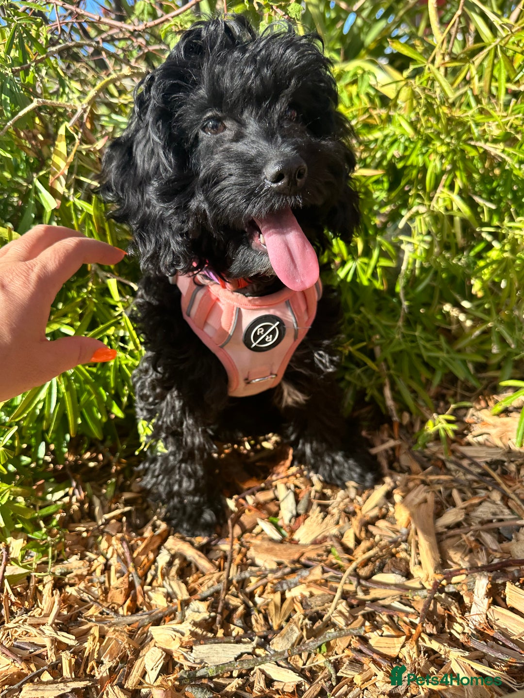 Cockapoo dogs for sale: Female cockapoo 6 months old  - Advert 1