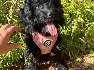 Cockapoo dogs Female cockapoo 6 months old - Advert 2