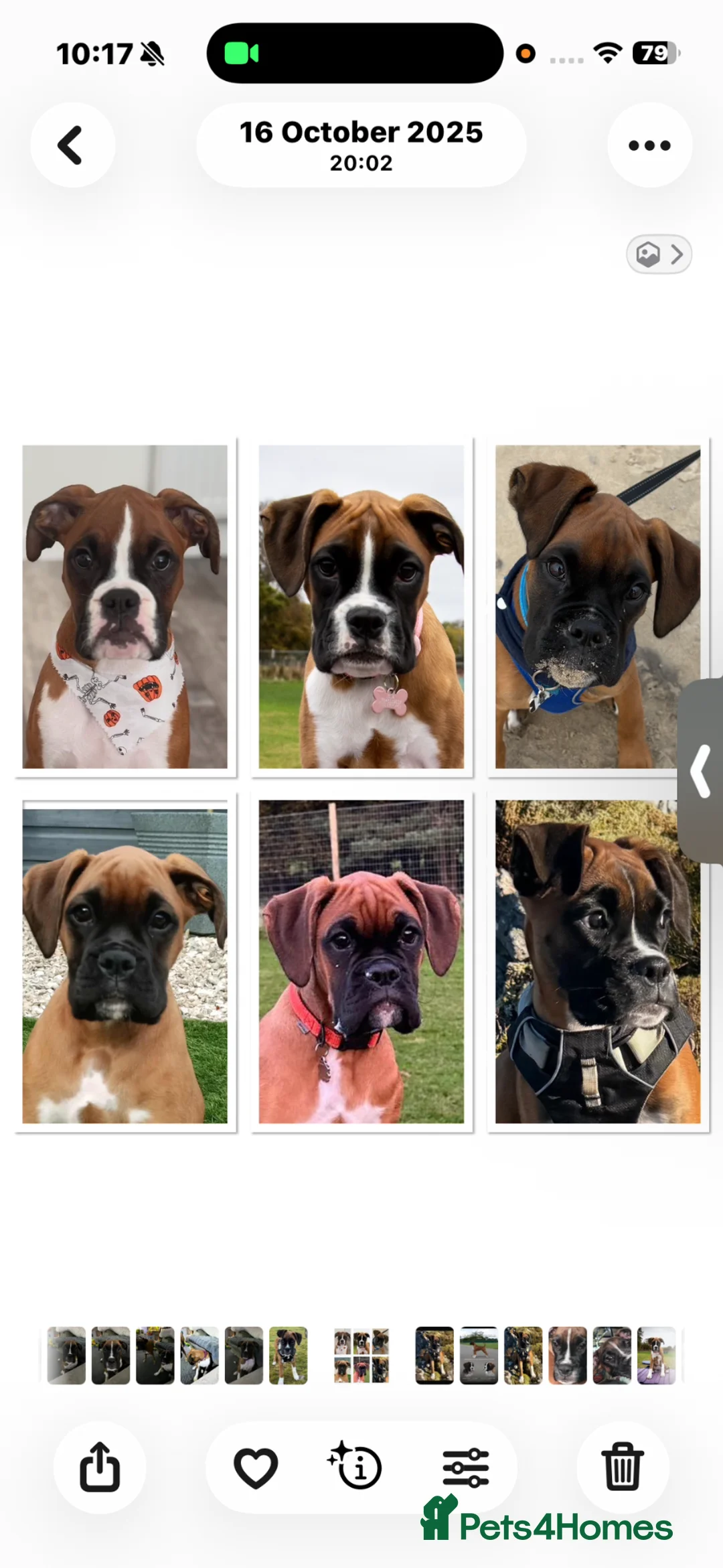 Boxer dogs for sale: Boxer Puppies - Advert 2