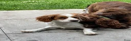 Cockalier dogs for sale: Cockalier adult female  - Advert 12