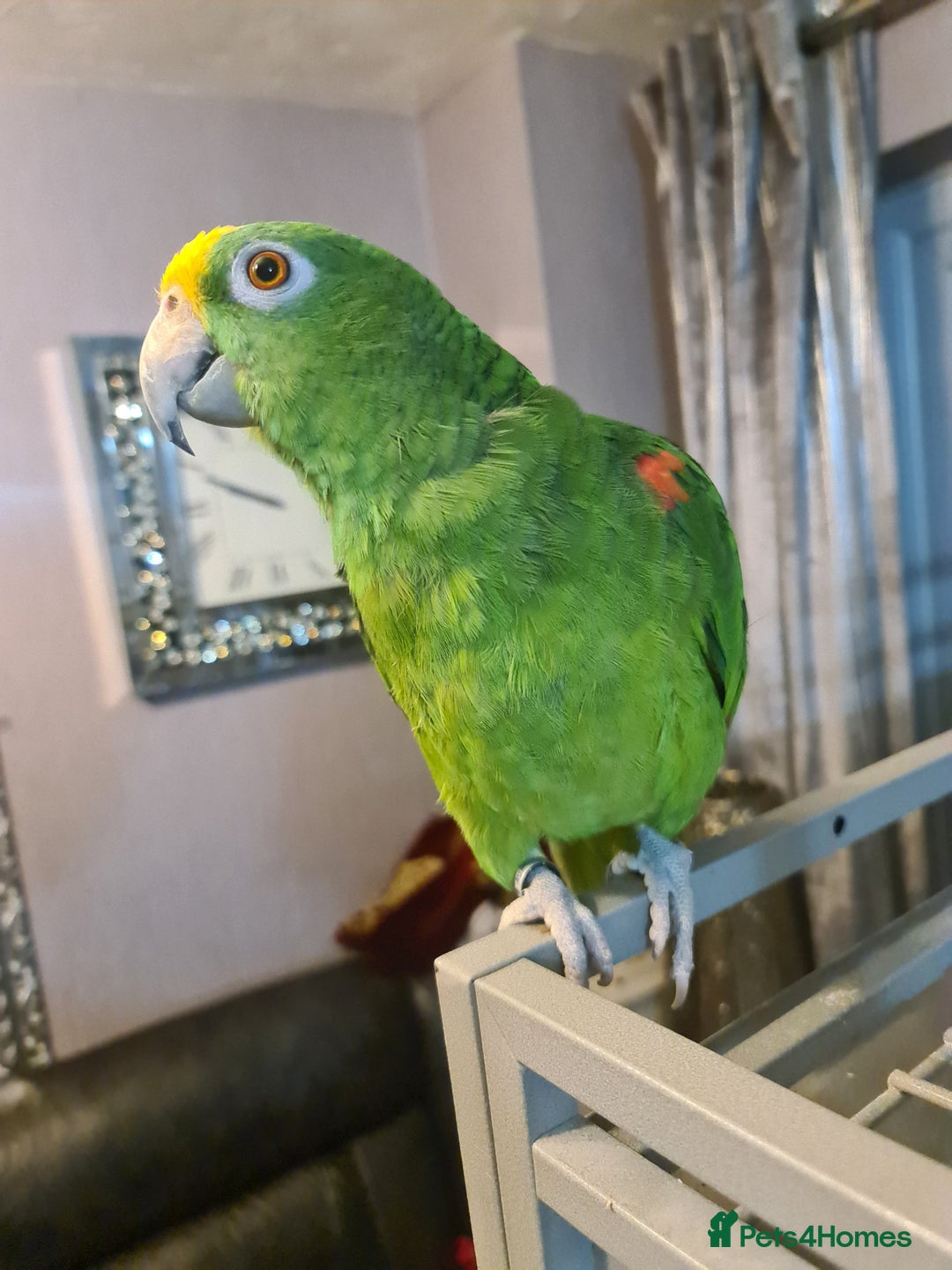 Parrots birds for sale: 6 year old talking parrot  - Advert 2