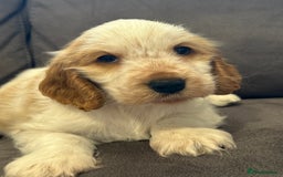 Cocker Spaniel dogs for sale: Show Cocker Spaniel girls - Image 4