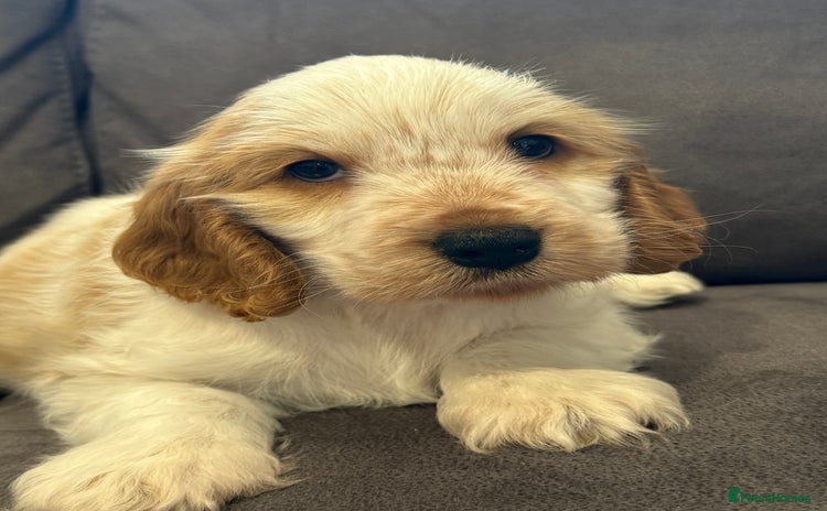Cocker Spaniel dogs - Advert 7