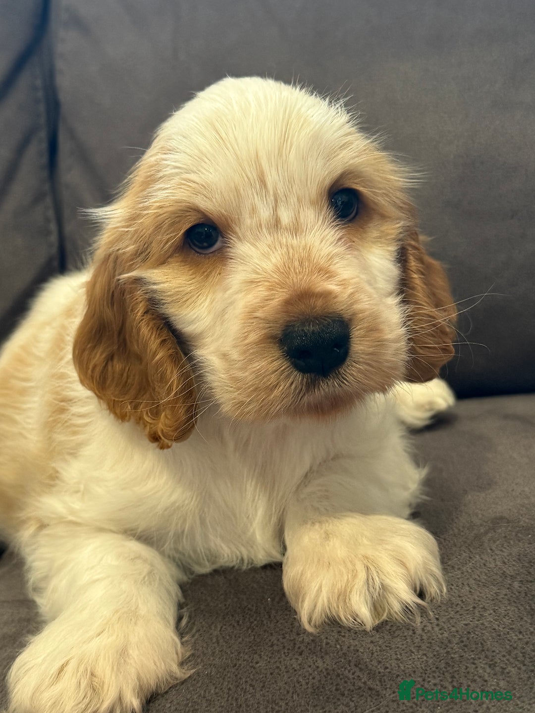 Cocker Spaniel dogs for sale: Show Cocker Spaniel girls - Image 4