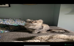 Persian cats for sale: Half Persian Ragdoll Kitten  - Image 6