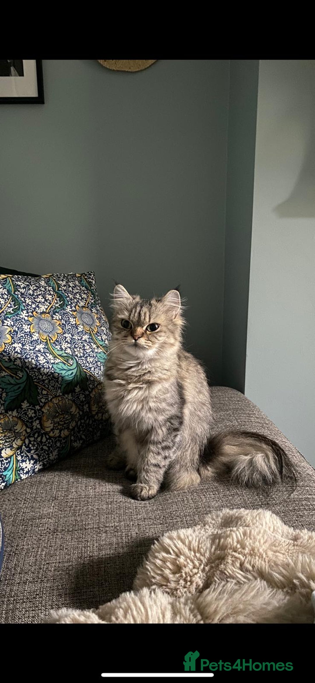 Persian cats for sale: Half Persian Ragdoll Kitten  - Image 6