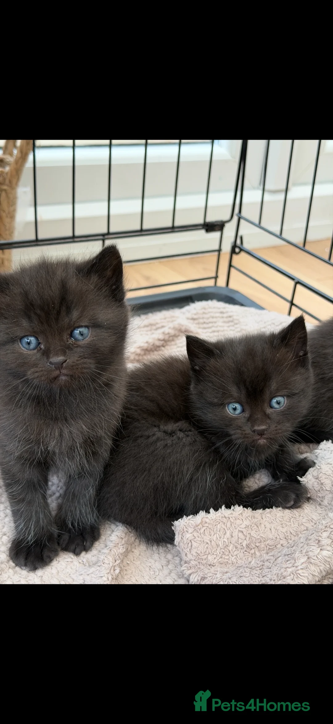Mixed Breed cats for sale: Half British short hair kittens  in Luton - Advert 2