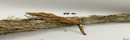 Gecko reptiles for sale: Adult + Juvenile Crested Geckos inc. Lilly Whites - Advert 11