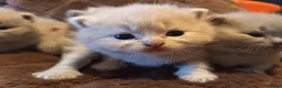 British Shorthair cats for sale: British Shorthair Lilac and Cream GCCF registered  - Advert 5