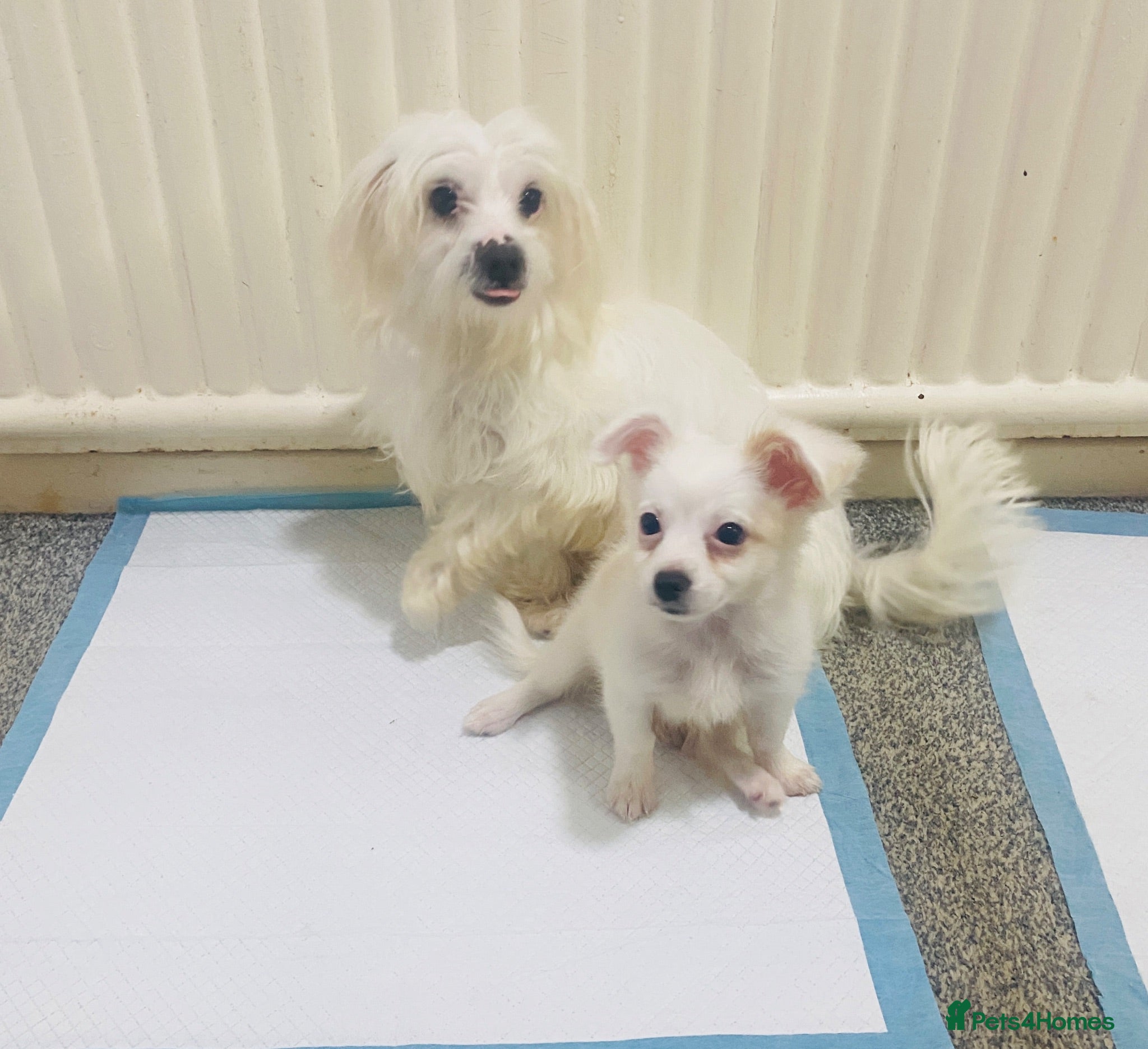 Maltese dogs Purebred Maltese Female Puppy Available Soon - Advert 5