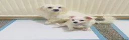 Maltese dogs for sale: Purebred Tiny Maltese Female Puppy Available Soon - Advert 1