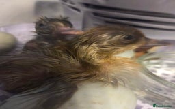 Ducks poultry for sale: Rare breed Pure bred silver runner Ducklings  - Image 4