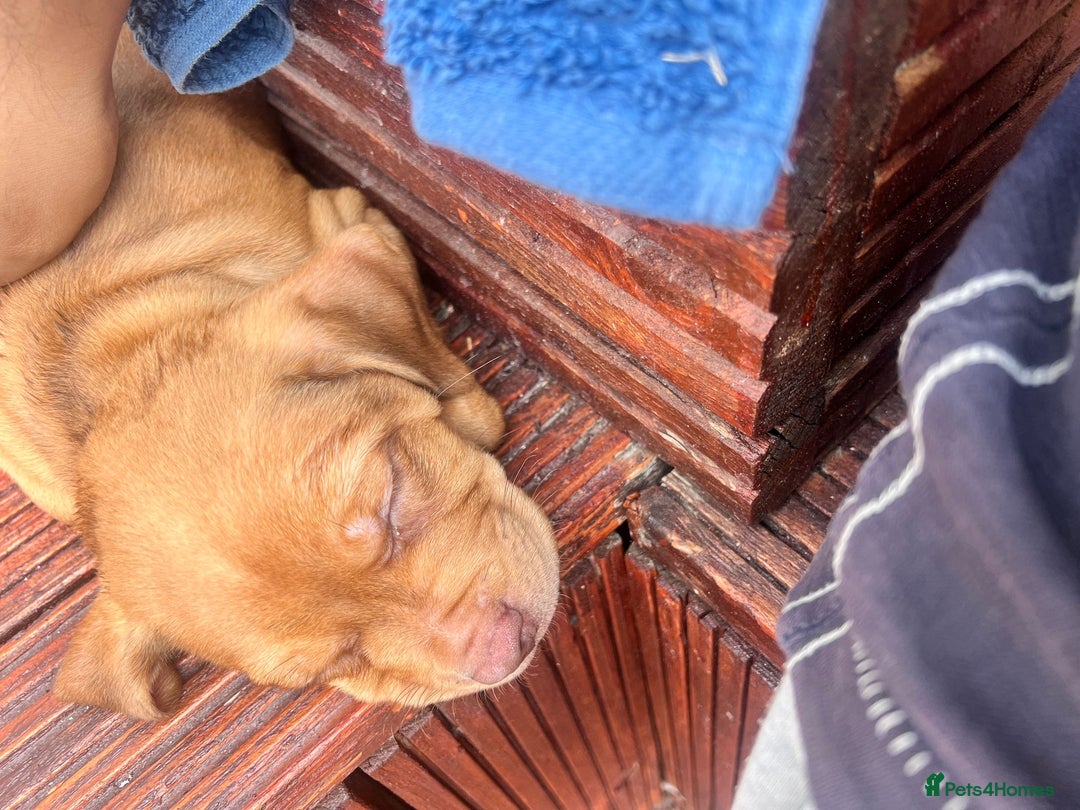 Mixed Breed dogs for sale: Rottweiler American Bulldog Cross Puppy for Sale - Image 2