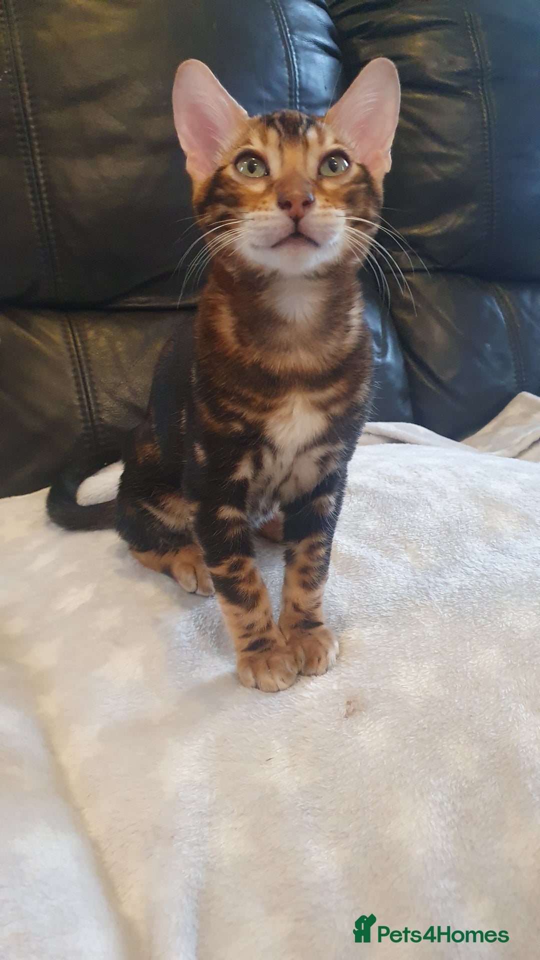 Bengal cats for sale: Pedigree Bengal Kittens - Advert 18