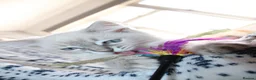 Ragdoll cats for sale: Fully Vaccinated GCCF parents  - Advert 8