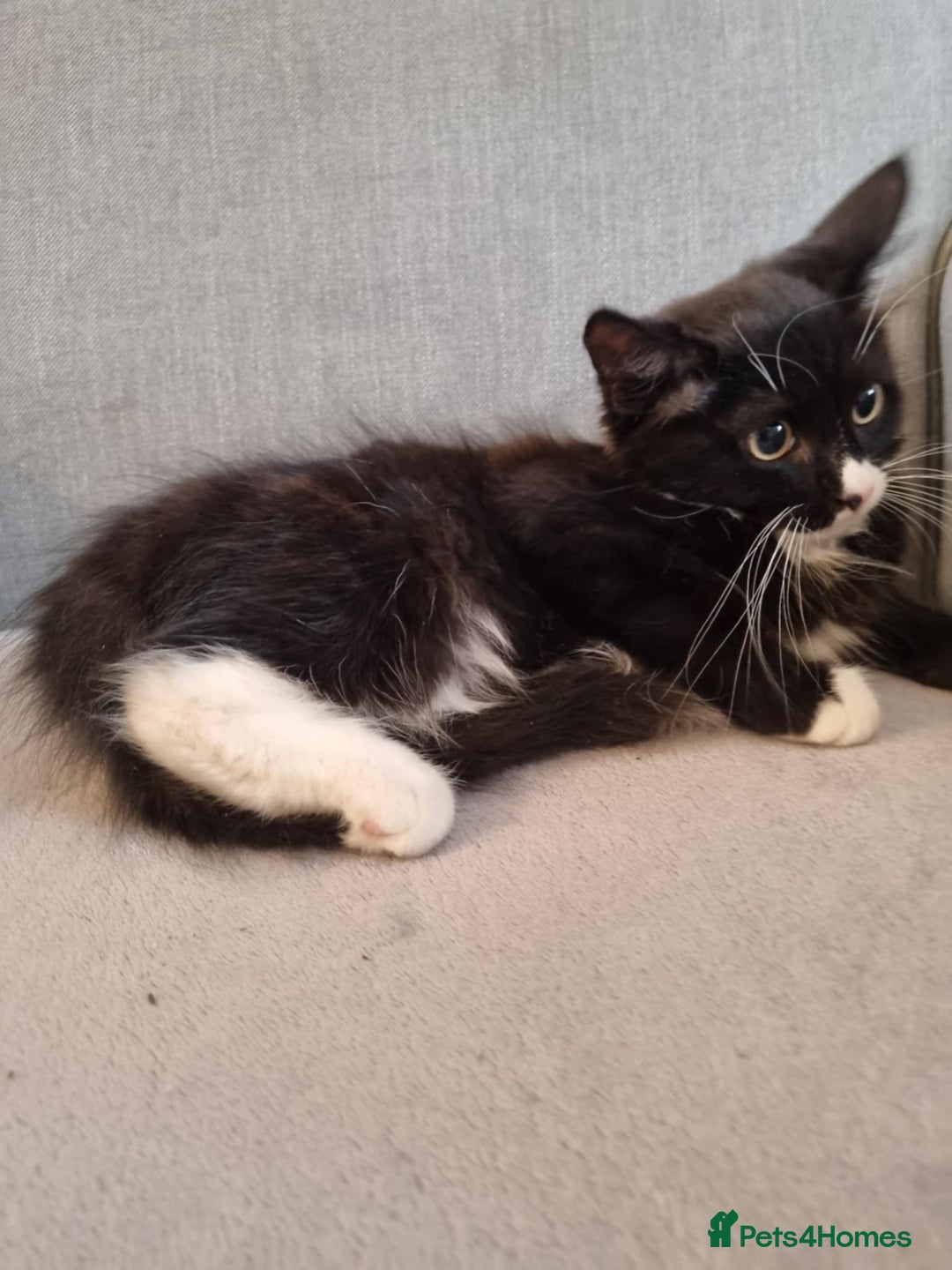 Bengal cats for sale: Last kitten looking for home - Image 3