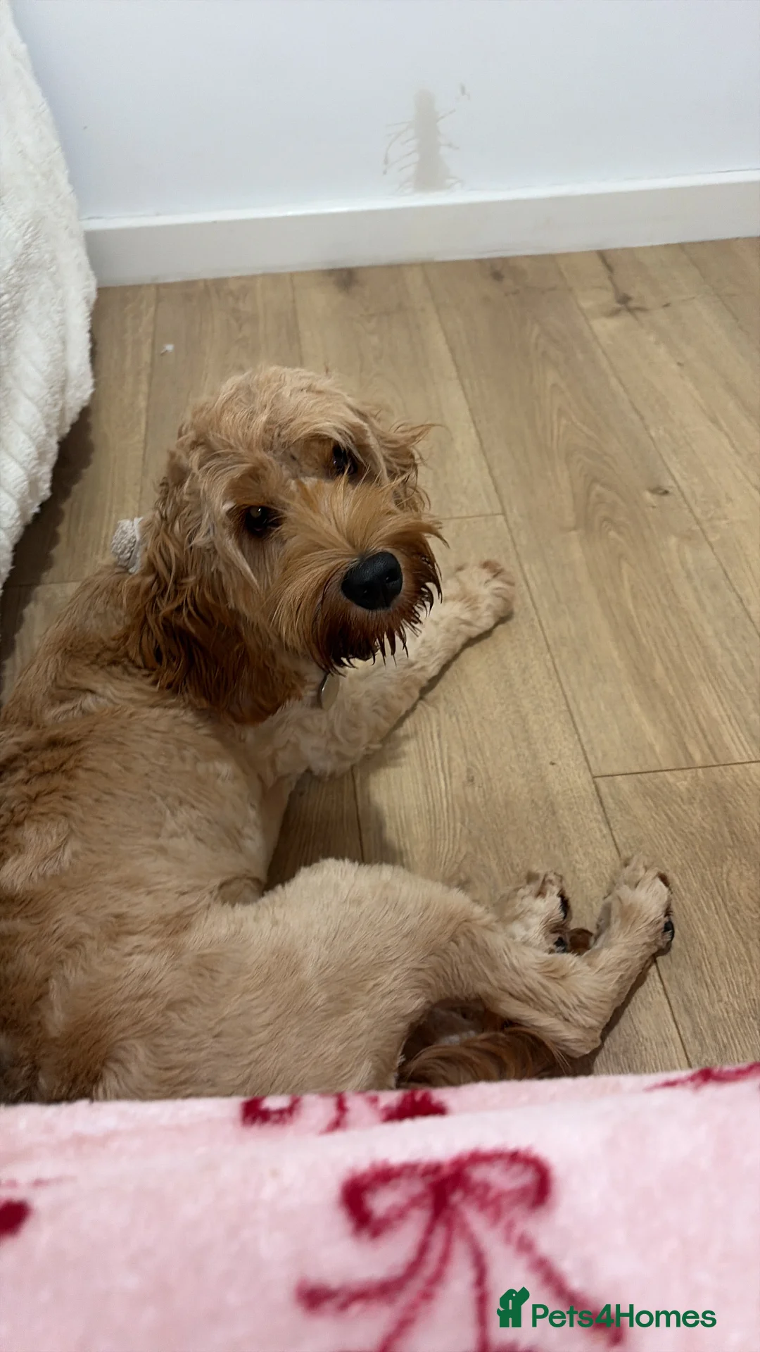 Cavapoo dogs for sale: Rosie 7 months  in Kenilworth - Advert 2