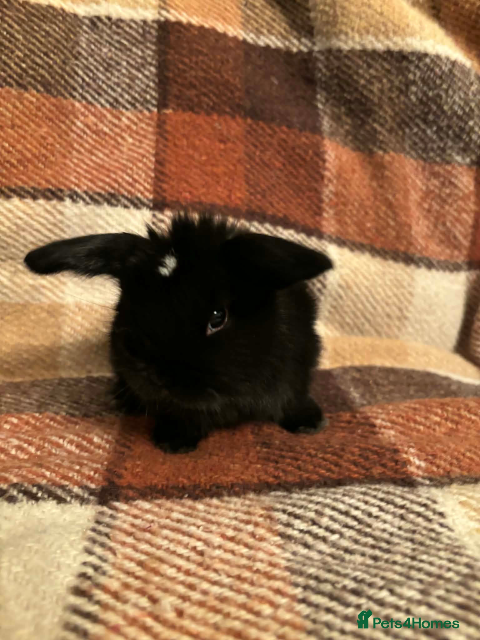 Mini Lop rabbits One female left. Baby Mini Lop rabbits available  - Advert 14