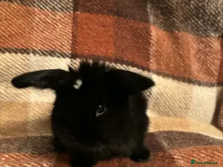 Mini Lop rabbits One female left. Baby Mini Lop rabbits available - Advert 14