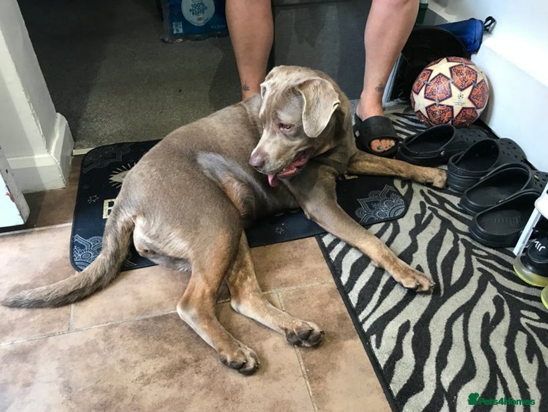 Mixed Breed dogs for sale: Labrador/cane corso 9 months old  - Image 1