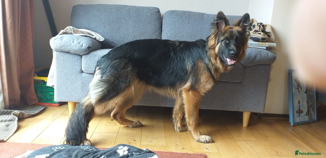 German Shepherd dogs for sale: Pure breed German shepherd puppies  - Advert 13