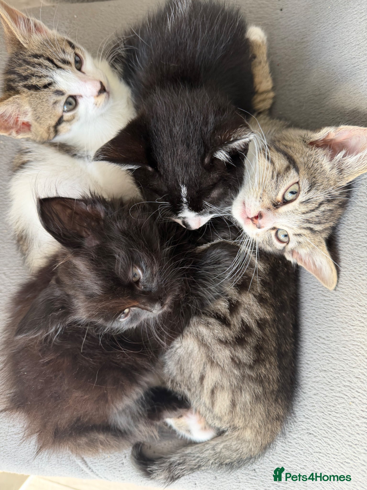 Mixed Breed cats 4 male kittens for sale - ready to leave  - Advert 14