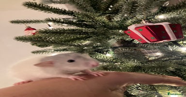 Rat rodents Rats for sale Hull Rex,fancy,dumbo&hairless - Advert 14