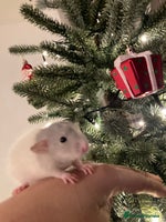 Rat rodents Rats for sale Hull Rex,fancy,dumbo&hairless - Advert 5