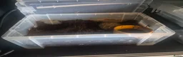 Frog reptiles for sale: African bullfrog  - Advert 3