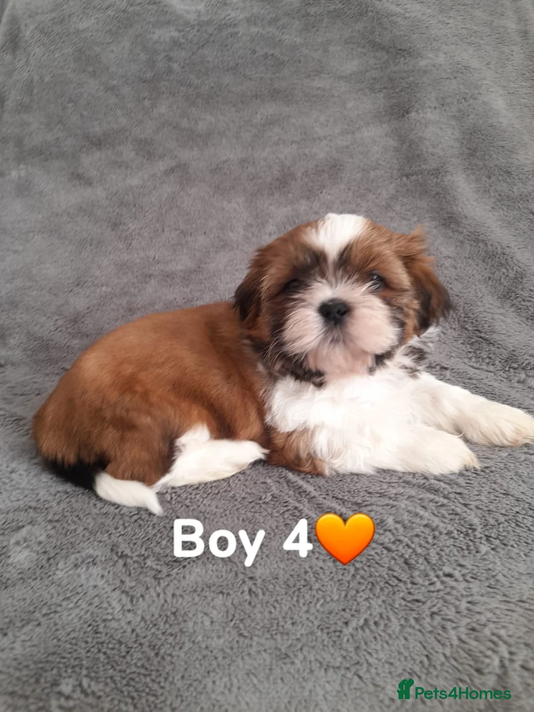 Shih Tzu dogs for sale: Shih tzu puppies for sale - Advert 2